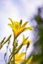 Yellow lily flowers with a blurred natural background. The flower of a yellow lily growing in a summer garden. Close-up of a Royalty Free Stock Photo