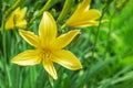 Yellow lily flowers with a blurred natural background. The flower of a yellow lily growing in a summer garden. Close-up of a Royalty Free Stock Photo