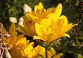 Yellow Lily flowers close-up, bright Sunny day in the Park garden decoration Royalty Free Stock Photo