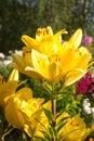 Yellow Lily flowers close-up, bright Sunny day in the Park garden decoration Royalty Free Stock Photo