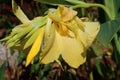 Yellow lily flowers in the garden, closeup Royalty Free Stock Photo