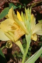 Yellow lily flowers in the garden, closeup Royalty Free Stock Photo