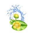 Yellow lily flowers on green leaf and fresh water splash watercolor image. Lake or river beautiful flower on white background. Royalty Free Stock Photo