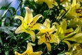 Yellow Lily flowers