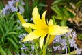 Yellow lily at formal garden flower Royalty Free Stock Photo