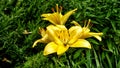 Yellow lily on a green background Royalty Free Stock Photo