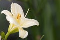 Yellow Lily on a green background in nature Royalty Free Stock Photo