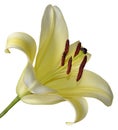 Yellow Lily