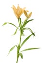 Yellow lily lilium flower isolated