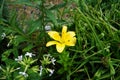 Yellow lily, Lilium \
