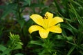 Yellow lily, Lilium \