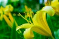 Yellow Lily Macro Close Up Side View Royalty Free Stock Photo