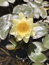 Yellow lily pad flower