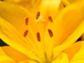 Yellow lily pistil and stamen Royalty Free Stock Photo