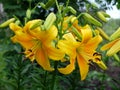 Yellow Lily after the rain