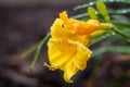 Yellow lily after rain