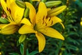 Yellow Lily Scientists consider the birthplace of the Lily Asia.