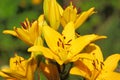 Yellow lily Royalty Free Stock Photo