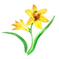 Yellow lily stem with blooming flower and buds, green leaves isolated on white background, hand painted watercolor illustration Royalty Free Stock Photo