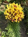 Yellow lily.  thick stem with many flower buds Royalty Free Stock Photo