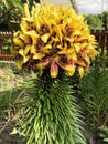 Yellow lily.  thick stem with many flower buds Royalty Free Stock Photo