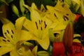 Yellow lily with unblown bud