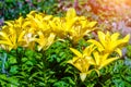 Yellow lilys bloom Royalty Free Stock Photo
