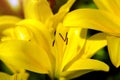 Yellow lilys bloom Royalty Free Stock Photo