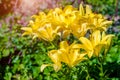 yellow lilys bloom Royalty Free Stock Photo