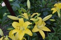 Yellow lilys Royalty Free Stock Photo