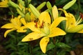 Yellow lilys Royalty Free Stock Photo