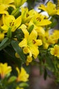 Yellow lilys in uk Royalty Free Stock Photo