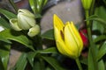 Yellow lilys Royalty Free Stock Photo