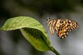 Yellow lime butterfly with black lines on the body and wings and blue spots. Papilio demoleus Royalty Free Stock Photo