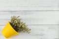 Yellow limonium caspia flowers in yellow pot