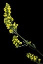 Yellow Limonium sinuatum flower Royalty Free Stock Photo