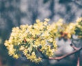 Yellow Linden Flower Branch Blooming Summer Royalty Free Stock Photo