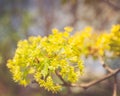 Yellow Linden Flower Branch Sunny Day Royalty Free Stock Photo