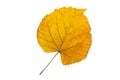 Yellow linden tree leaf isolated on white. Transparent png additional format Royalty Free Stock Photo