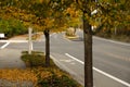 Yellow lindens on an empty street in Redmond Royalty Free Stock Photo