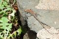Yellow line lizzard walking over stones Royalty Free Stock Photo