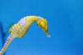 Yellow Lined seahorse Hippocampus erectus