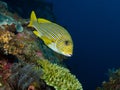 Yellow Lined Sweetlips on USAT Liberty 02 Royalty Free Stock Photo