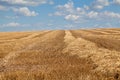 Yellow lines of straw and hay converging on the horizon, wheat field after harvesting under blue sky in Ukraine