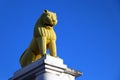 Yellow lion statue isolated on blue sky background. A lion statue at Dhauli Shanti Stupa in Odisha, India. Royalty Free Stock Photo