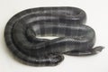 The yellow-lipped sea krait Laticauda colubrina, banded sea krait, or colubrine sea krait.