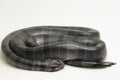 The yellow-lipped sea krait Laticauda colubrina, banded sea krait, or colubrine sea krait.