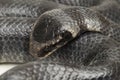 The yellow-lipped sea krait Laticauda colubrina, banded sea krait, or colubrine sea krait.