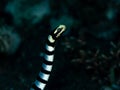 Yellow-lipped sea krait, Laticauda colubrina. Scuba diving in North Sulawesi, Indonesia