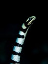 Yellow-lipped sea krait, Laticauda colubrina. Scuba diving in North Sulawesi, Indonesia